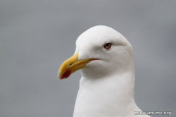 Stuff That Didn't Happen Seagull