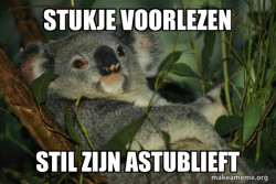 Laid Back Koala