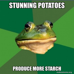 Foul Bachelor Frog