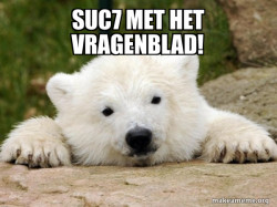 Popular Opinion Bear