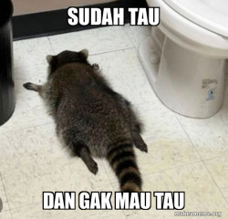 Drunk Raccoon