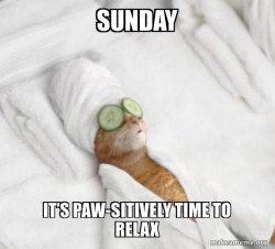 Pampered Cat Meme