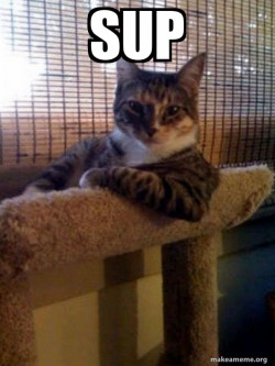 The Most Interesting Cat in the World
