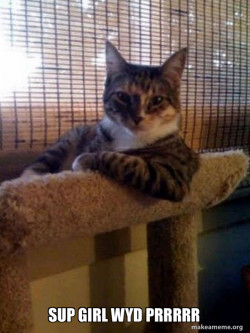 The Most Interesting Cat in the World