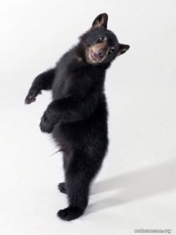 Super Bear'd