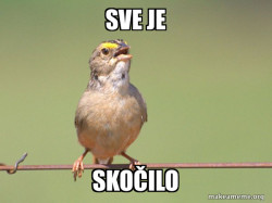 Common Opinion Sparrow