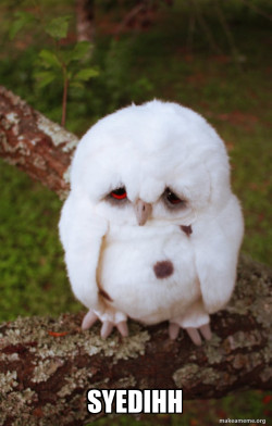 Sad Owl