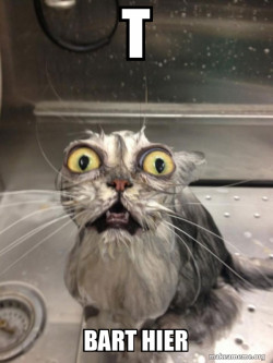 Cat bath