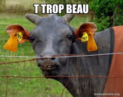 Hairless Cow