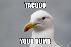 Stuff That Didn't Happen Seagull