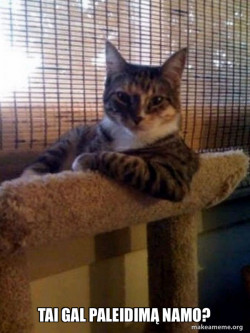The Most Interesting Cat in the World