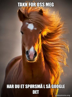 Ridiculously photogenic horse