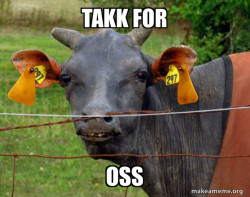 Hairless Cow
