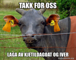 Hairless Cow