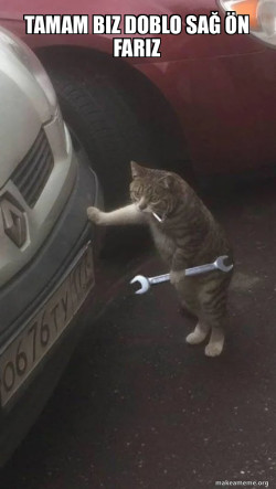 Mechanic Cat
