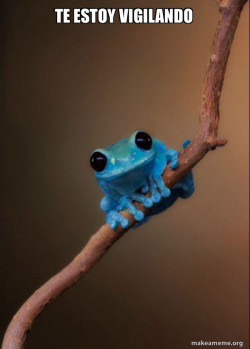 Small Fact Frog