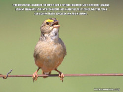 Common Opinion Sparrow