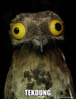 Weird Stuff I do Potoo