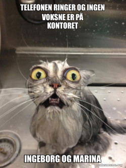Cat bath