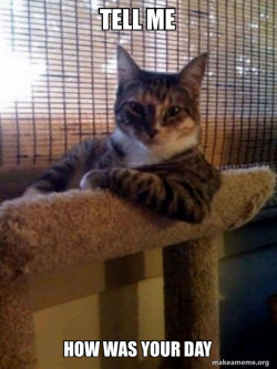 The Most Interesting Cat in the World