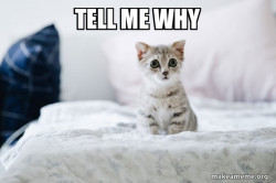 Cute Kitten