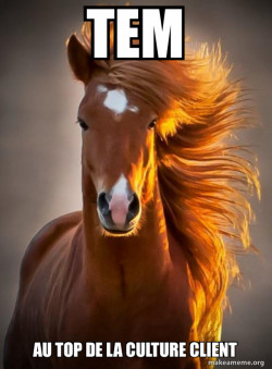 Ridiculously photogenic horse