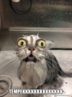 Cat bath