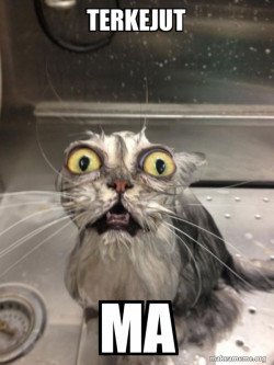 Cat bath