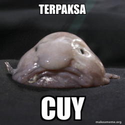 Blobfish