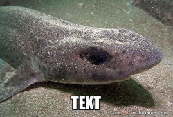 Dirty Joke Dogfish