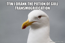Stuff That Didn't Happen Seagull