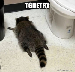 Drunk Raccoon
