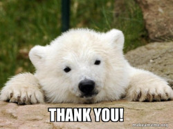 Popular Opinion Bear