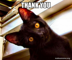 Overly Attached Cat