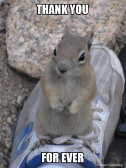 Standover Squirrel