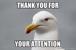 Stuff That Didn't Happen Seagull