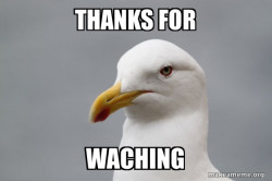 Stuff That Didn't Happen Seagull