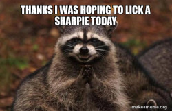 Evil Plotting Raccoon