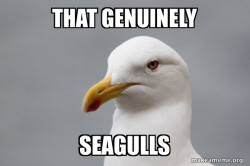 Stuff That Didn't Happen Seagull