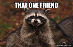 Evil Plotting Raccoon