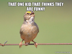 Common Opinion Sparrow