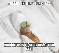 Pampered Cat Meme