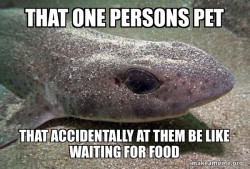 Dirty Joke Dogfish