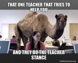 Hump Day Camel