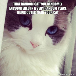 Ridiculously Photogenic Cat