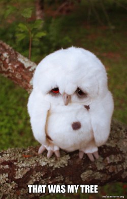 Sad Owl