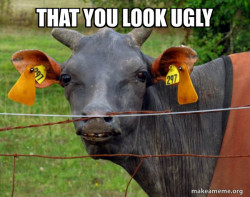 Hairless Cow