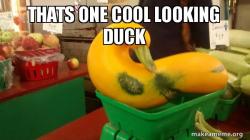 Gourd Advice Mallard
