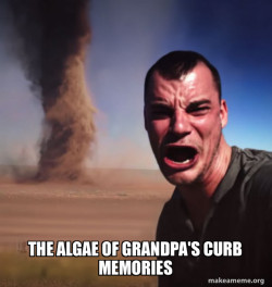 Tornado Guy