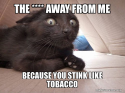 Schitzo Cat